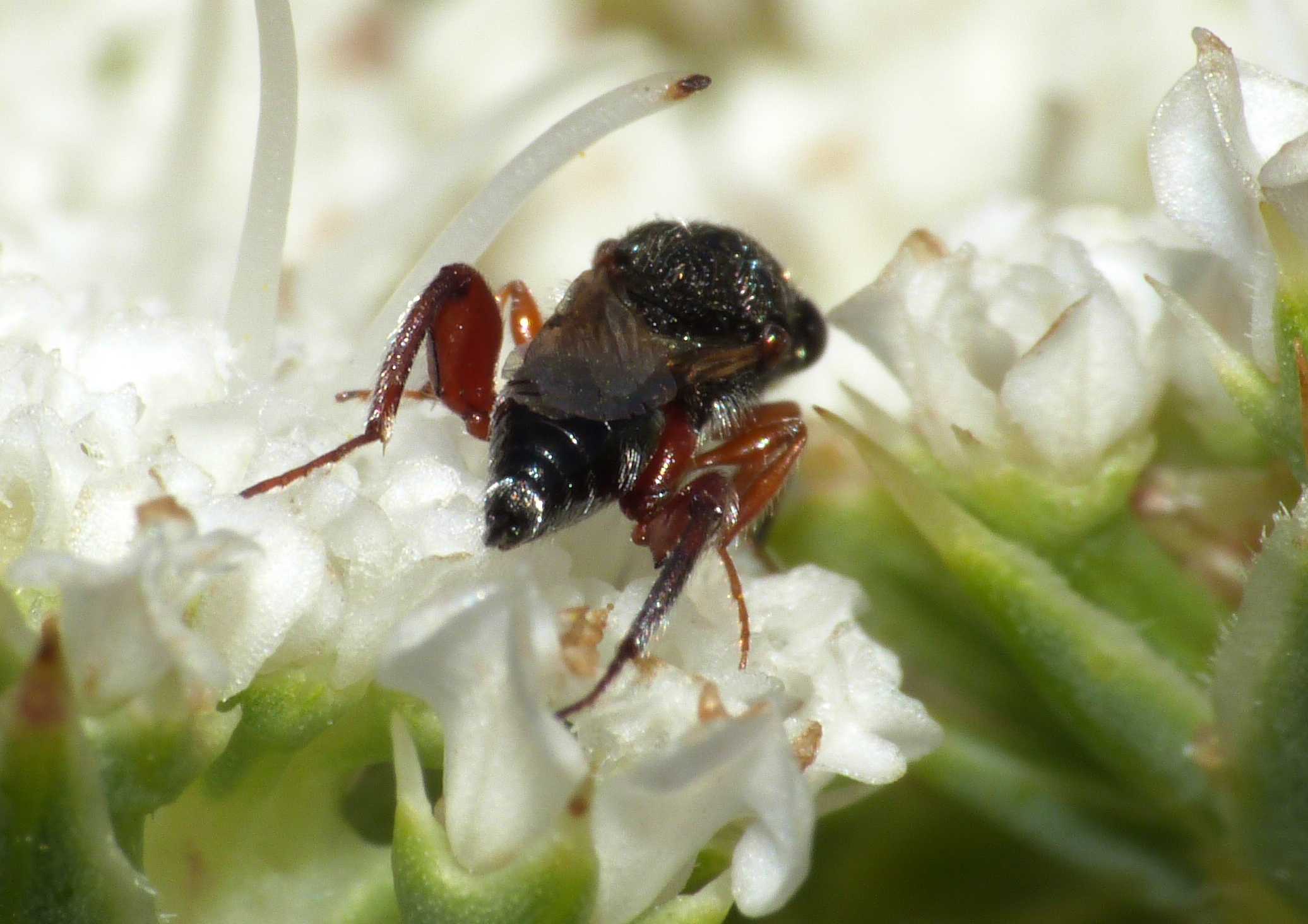 Piccolissimo imenottero (Chalcididae)